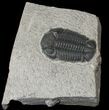 Eldredgeops Trilobite - New York #17533-1